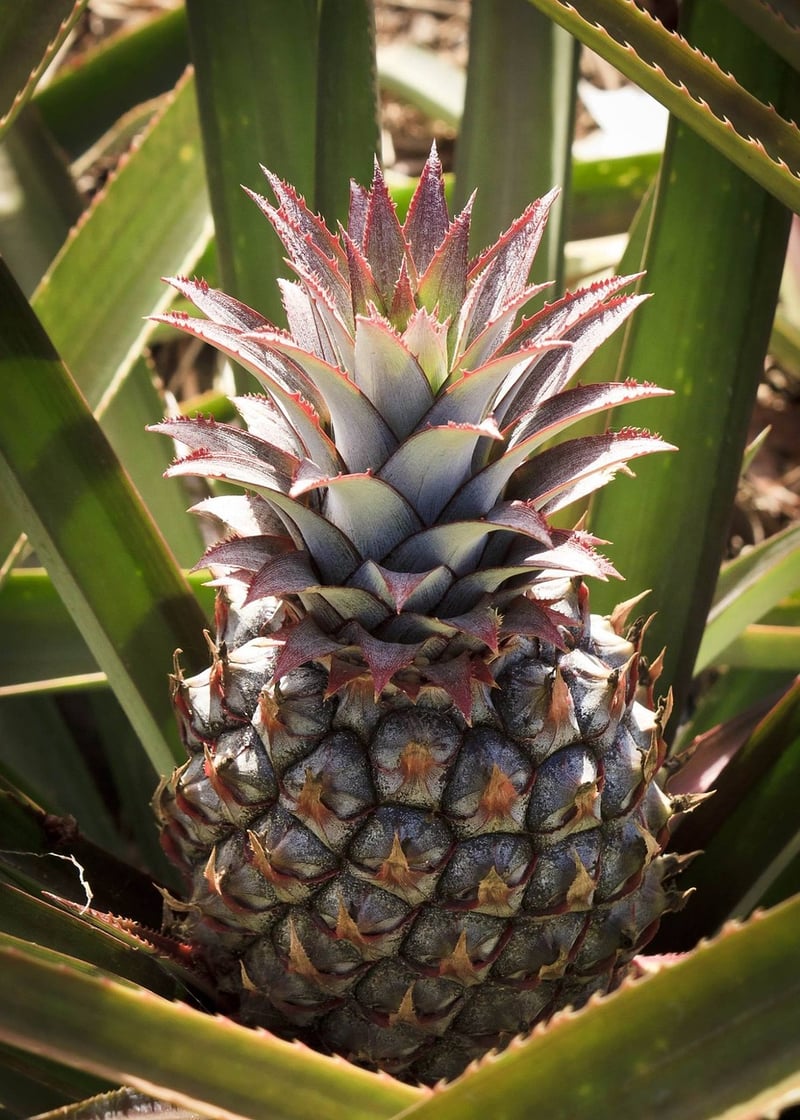 Tropical Paradise Mocktail